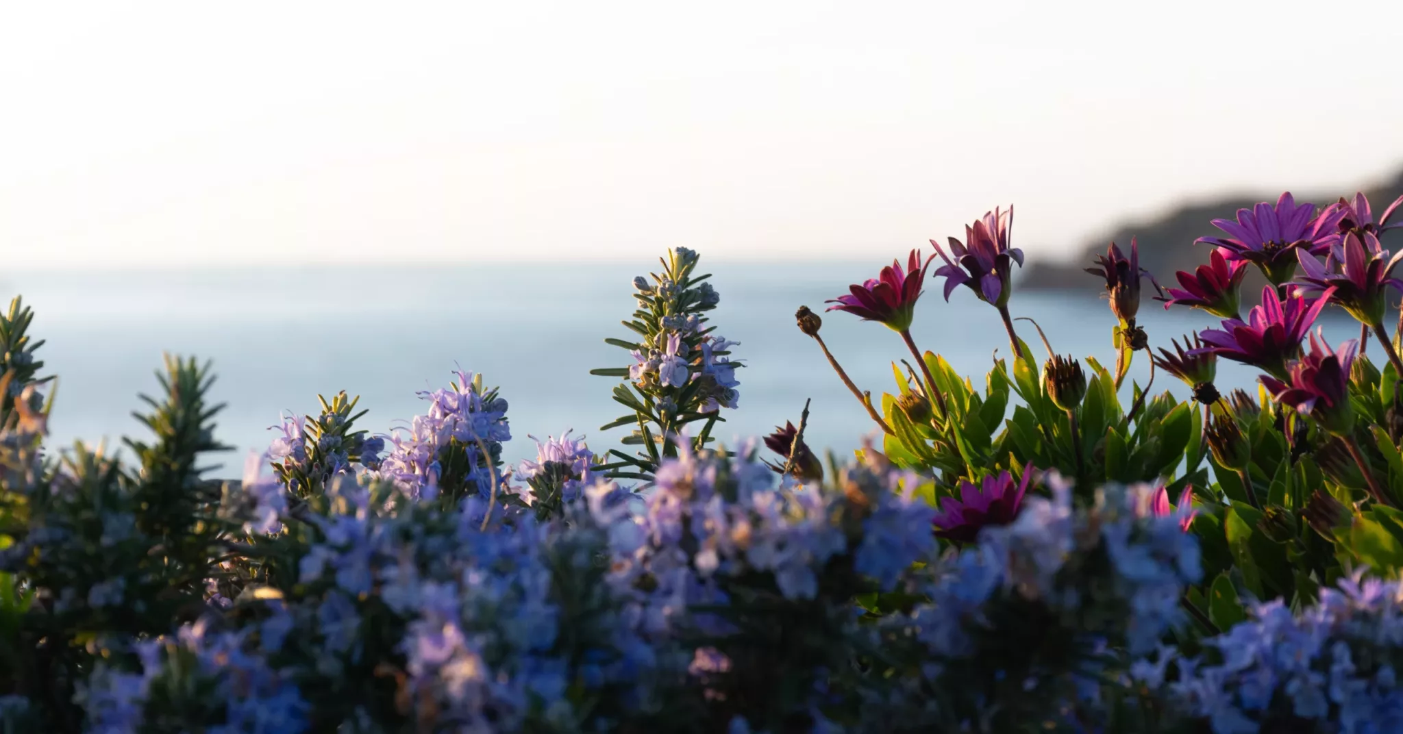 Fleurs bretonnes sur mer d'Iroise